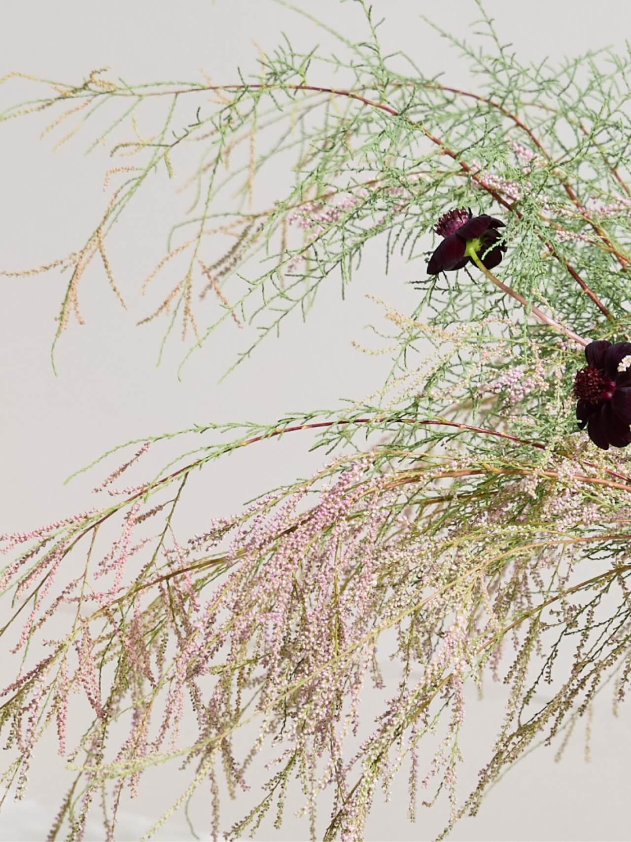 위성류 사진 3