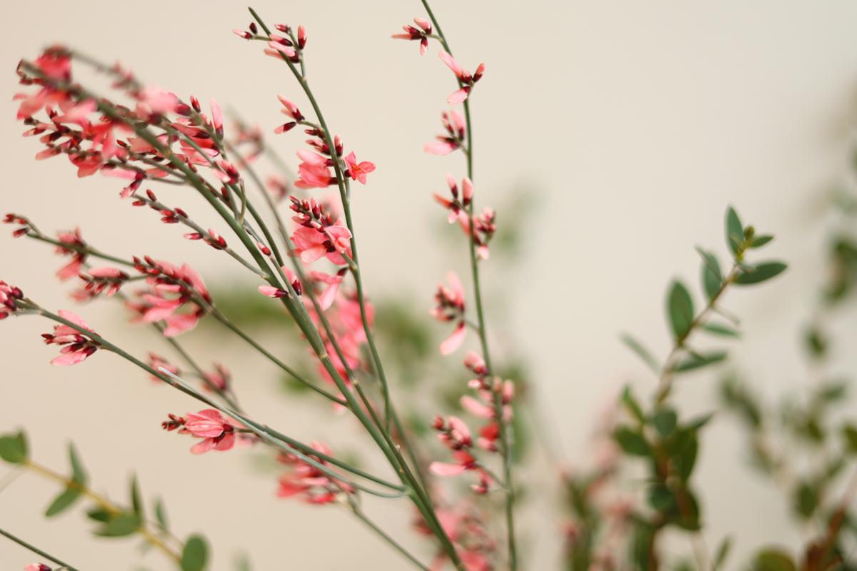 따스한 무드, 로제핑크