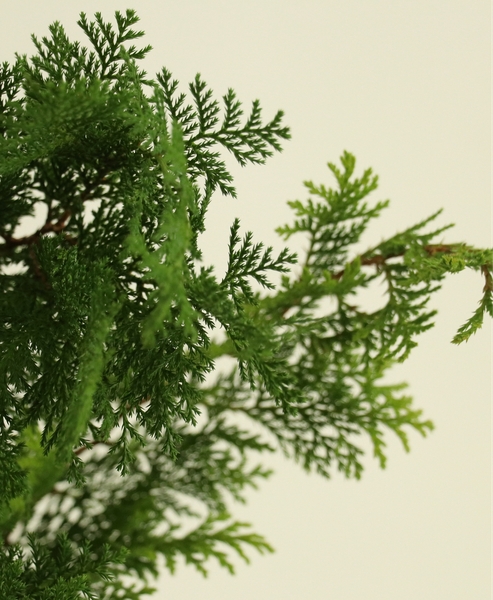 DIY 기획전 4만원 이상 구매 시 편백나무 반단