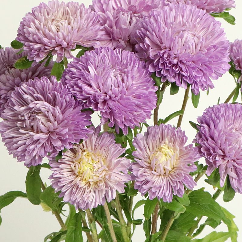 겹 과꽃