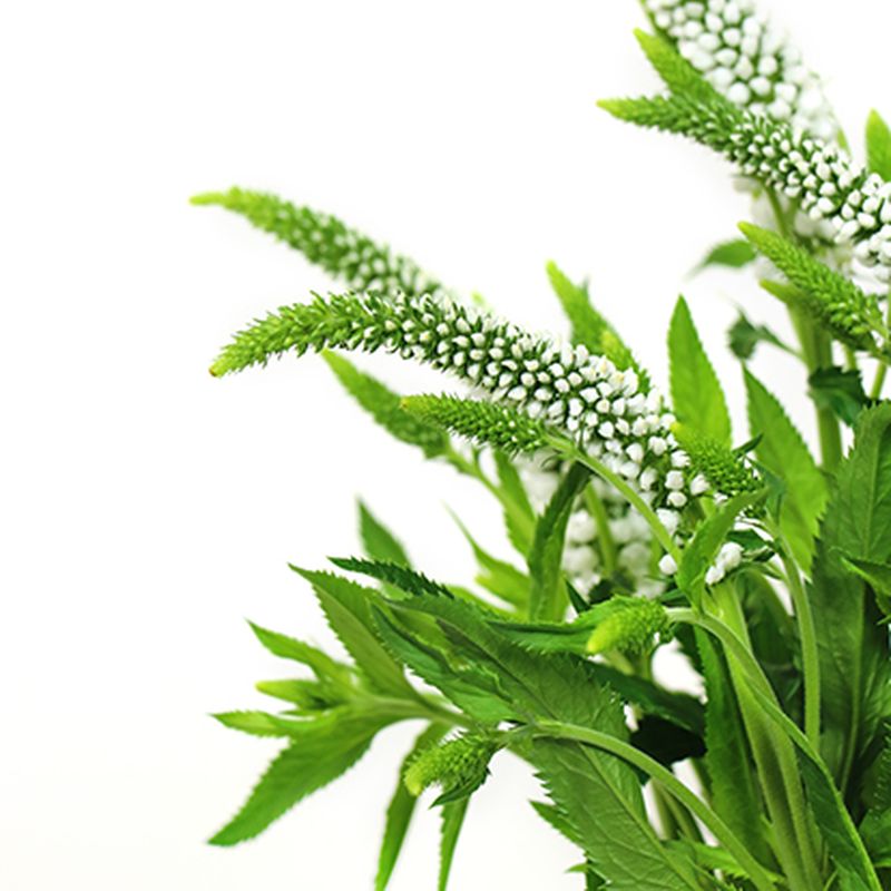 스프레이 베로니카