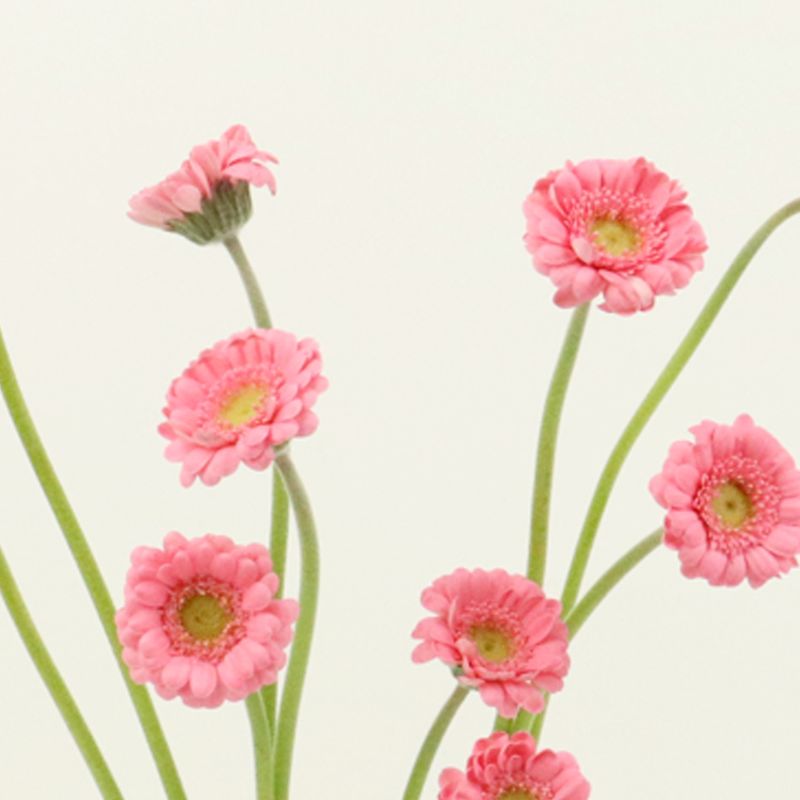 피콜리니 거베라