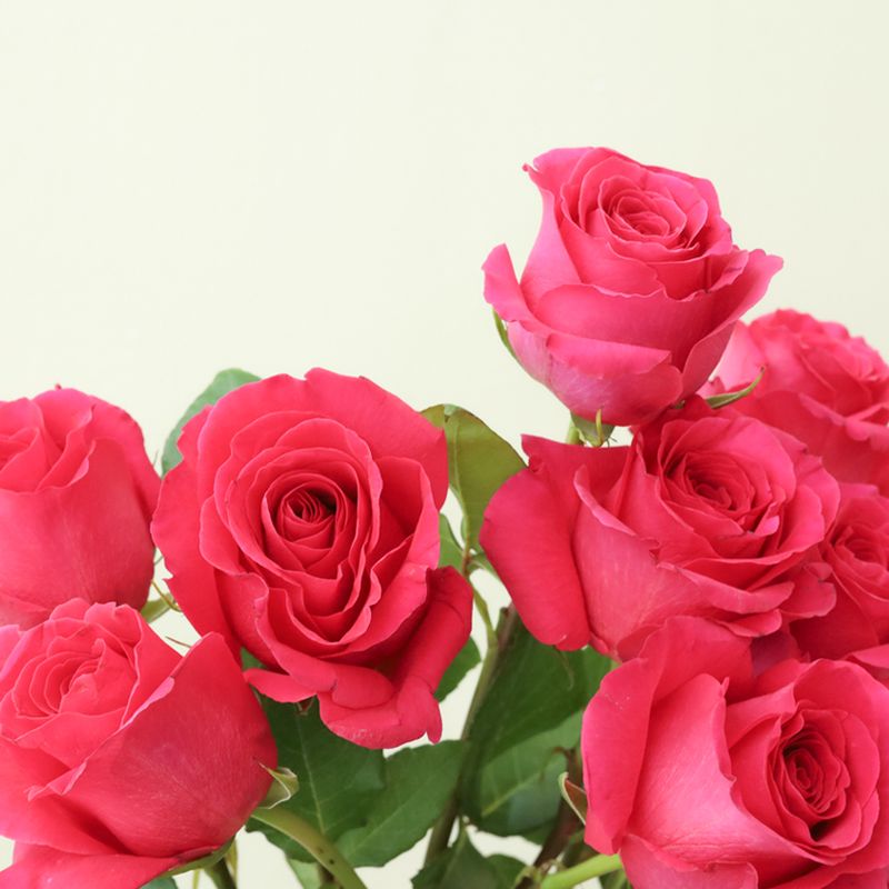 핑크플로이드 장미