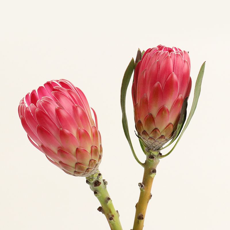 프로테아