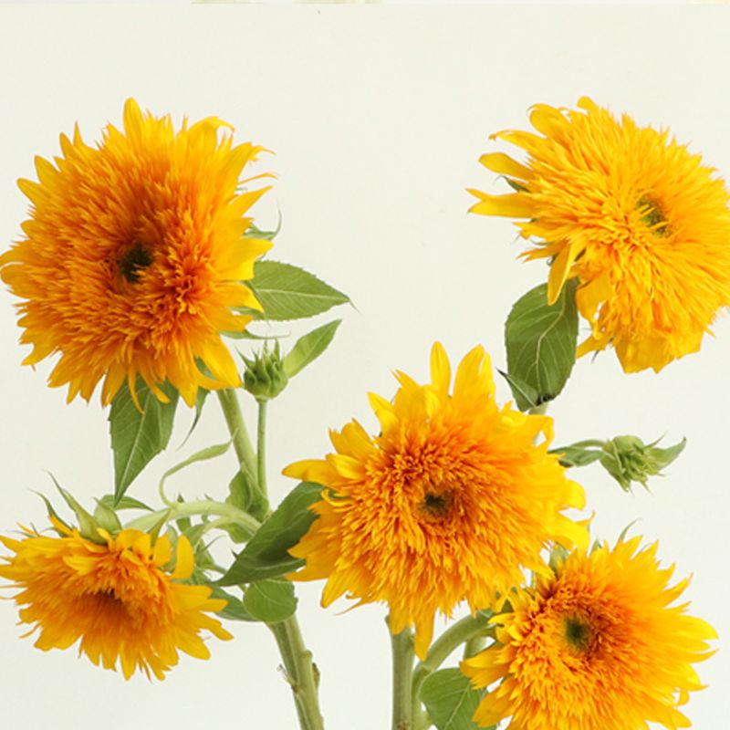 겹 해바라기