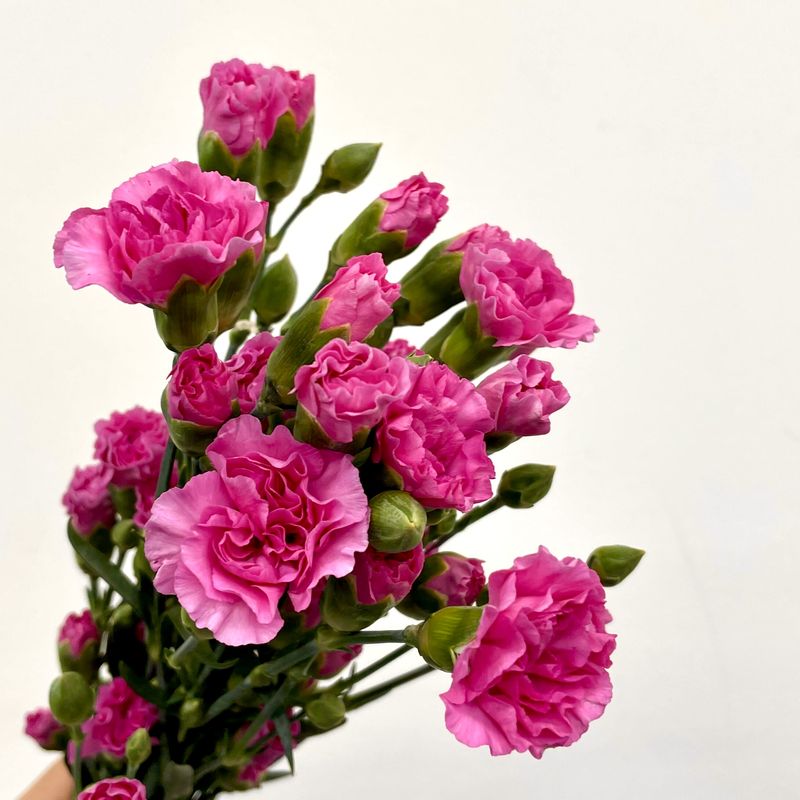 라일락멜리사 카네이션