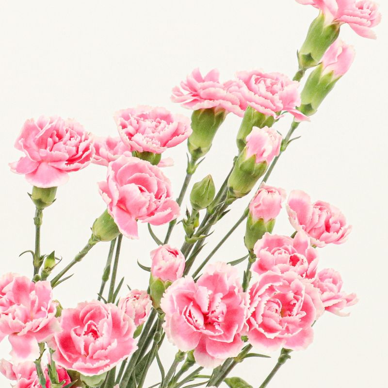 체리테시노 카네이션