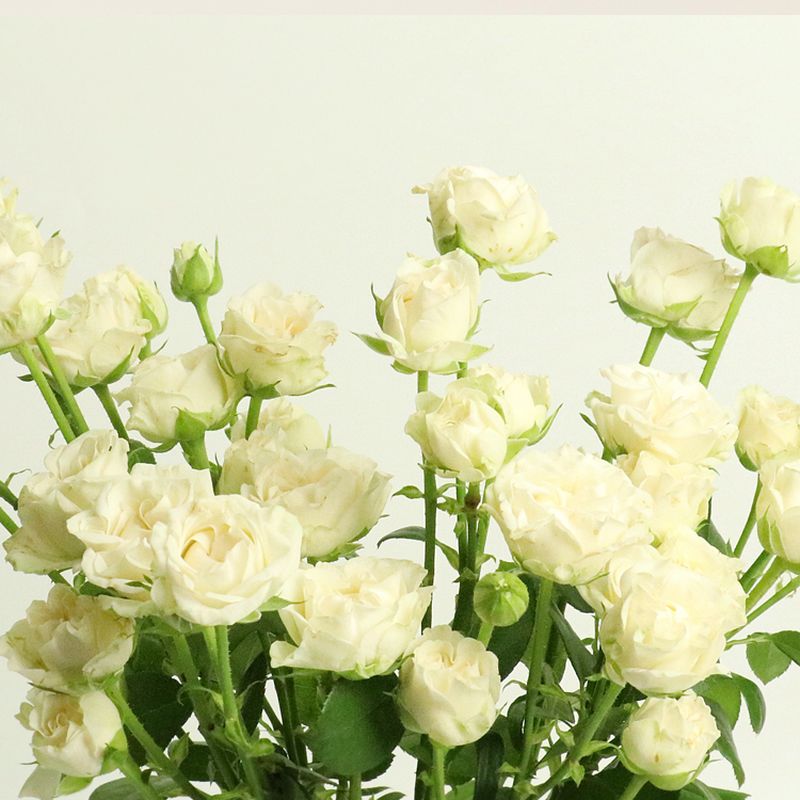아이보리플로우 장미