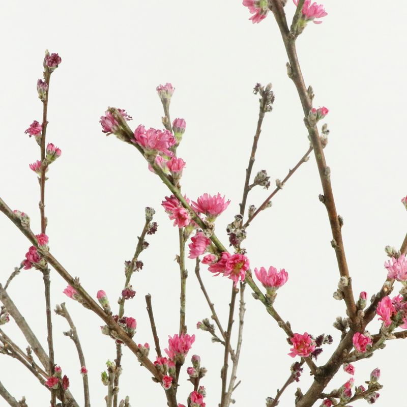 겹 복숭아 꽃