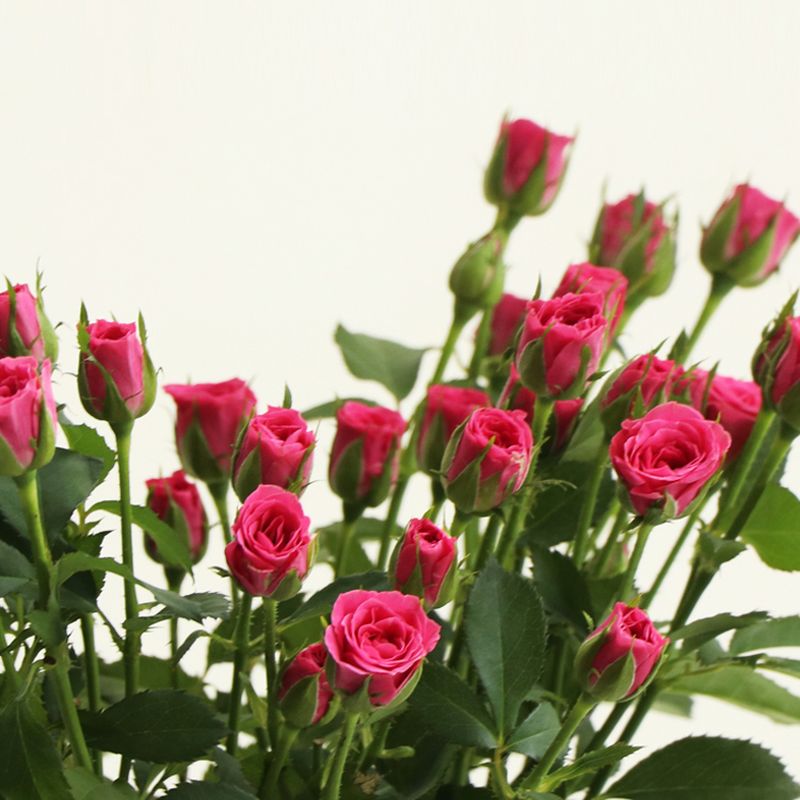 핑크요요 장미