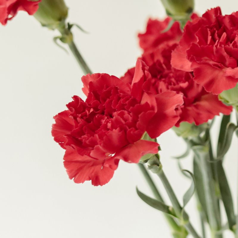 돈페드로 카네이션