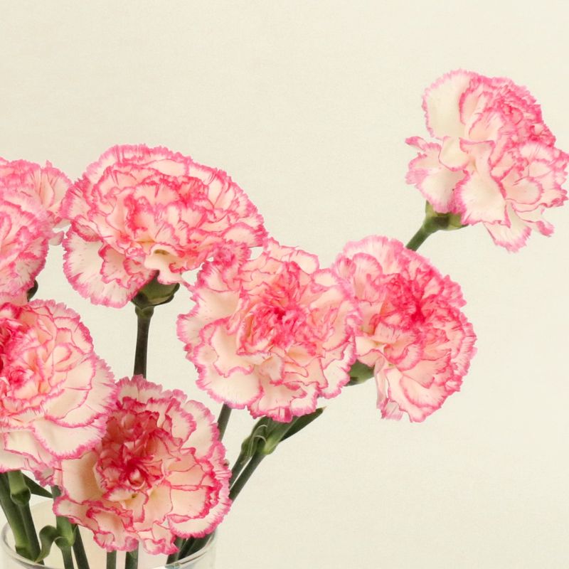 코마치 카네이션