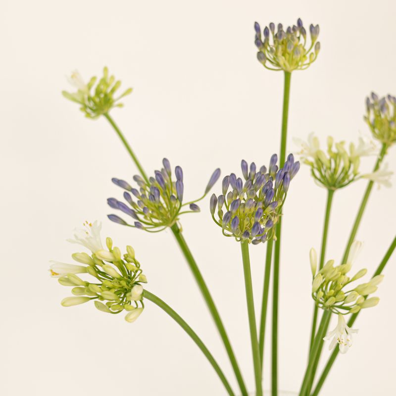 미니 아가판서스