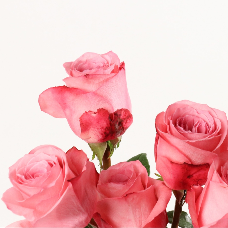 밀레니얼핑크 장미