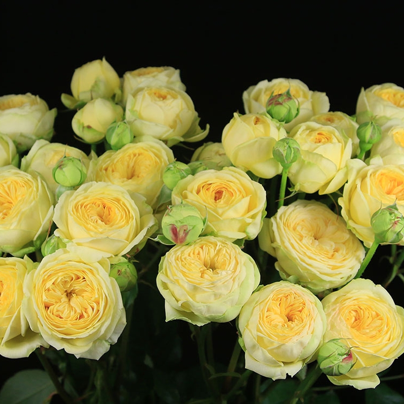 피오니버블 장미