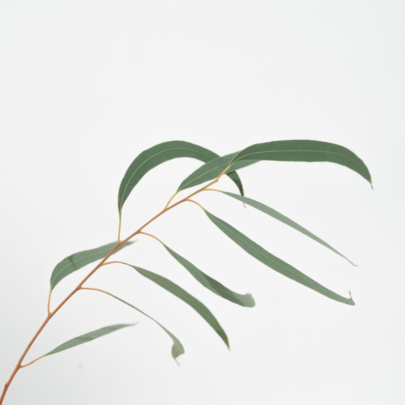 유칼립투스 니콜