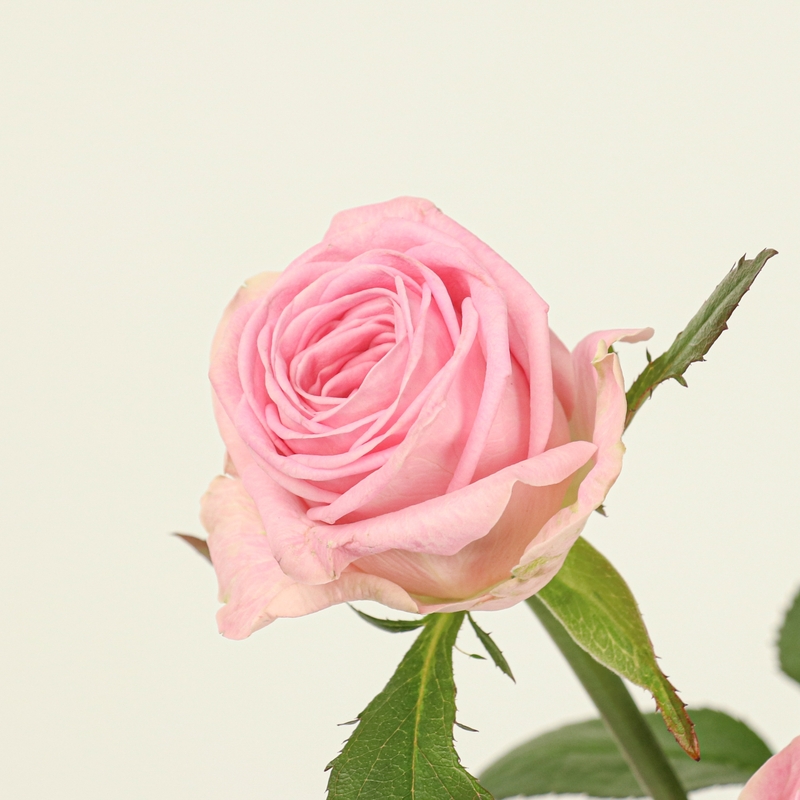 셀레브레이션 장미