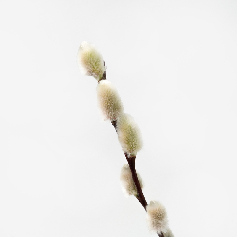 밍크버들