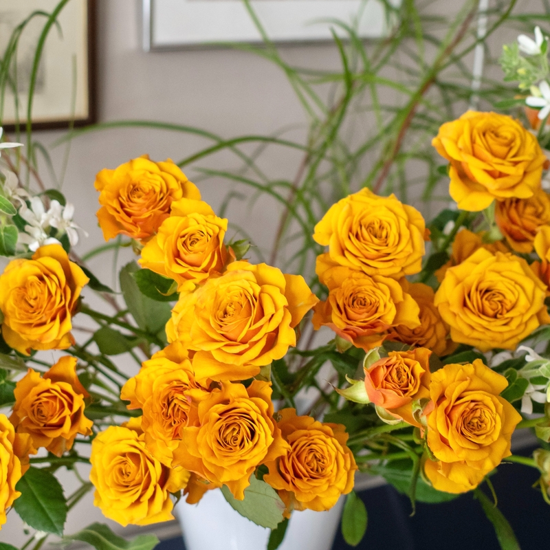 샤프란스마일 장미