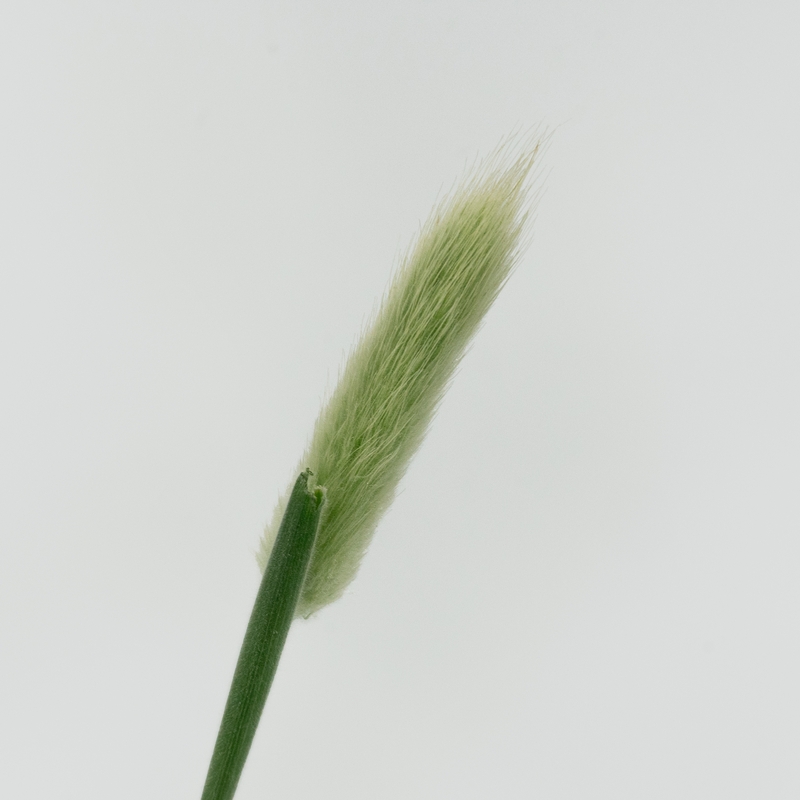 라그라스 