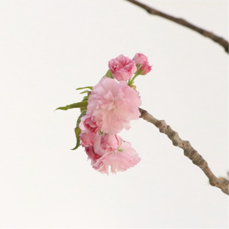 겹 벚꽃
