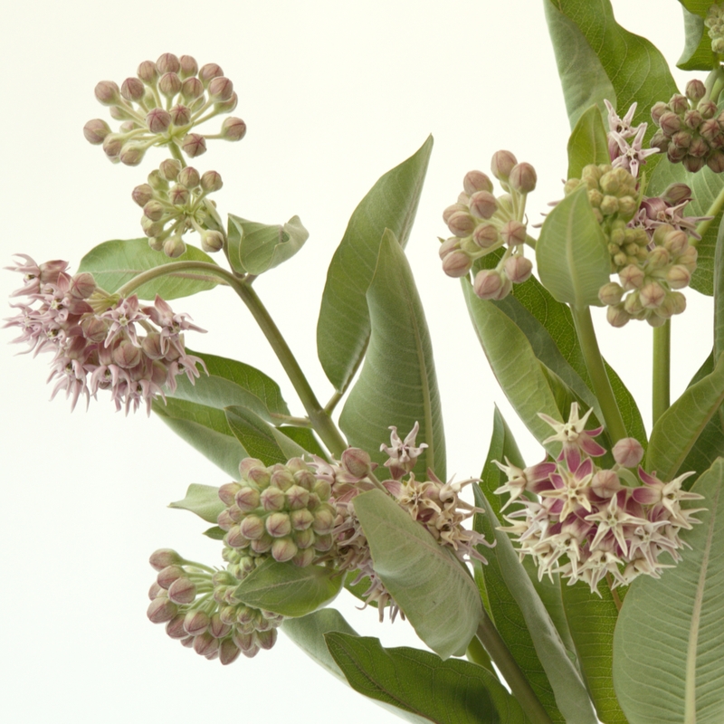 별 아스클레피아스