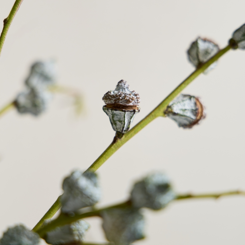 유칼립투스 글로블루스