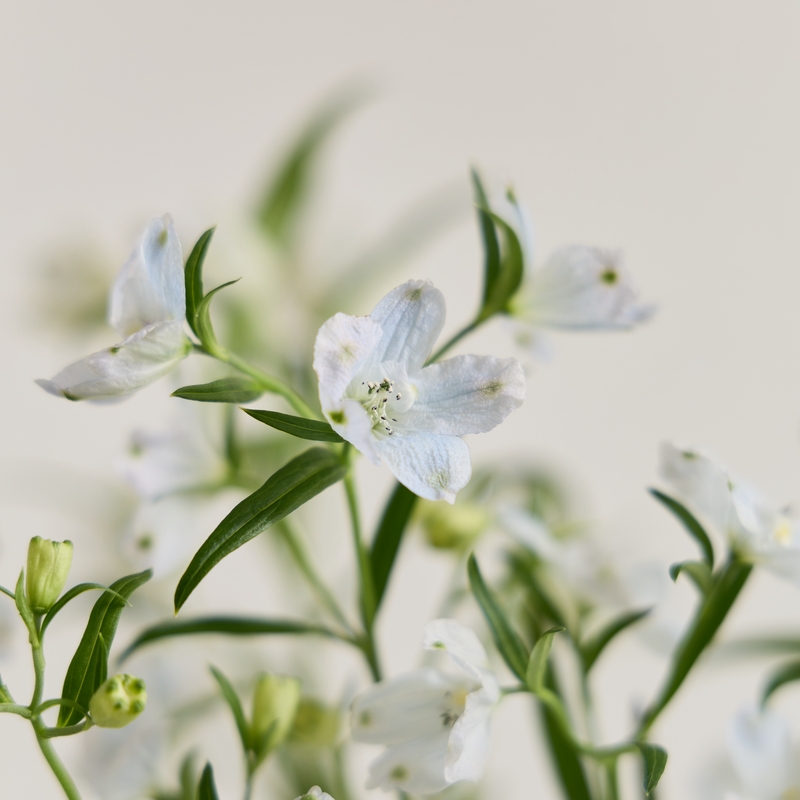 스프레이 델피늄