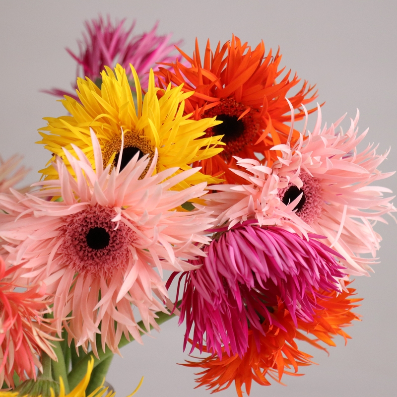 스파이더 거베라