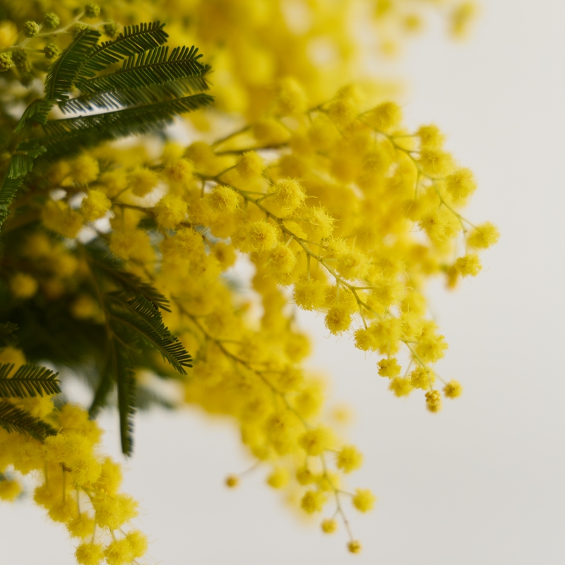 미모사 아카시아