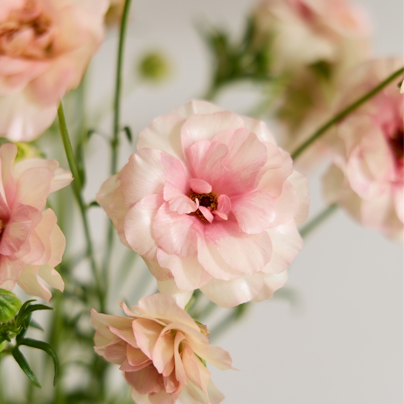 버터플라이 라넌큘러스