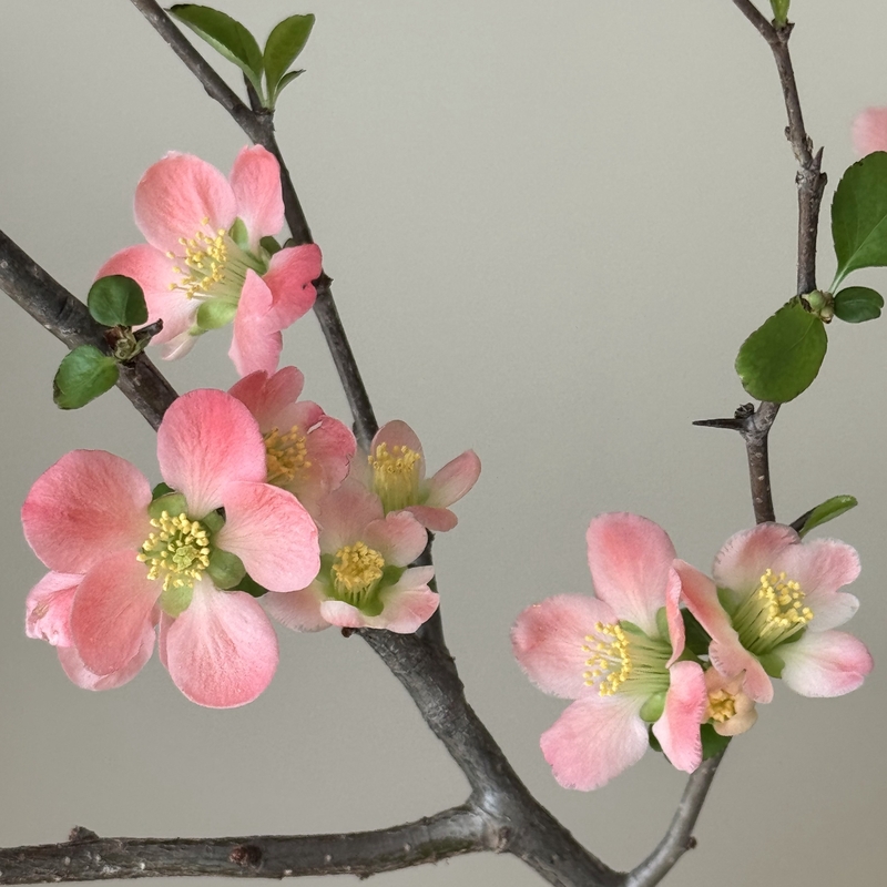 산당화
