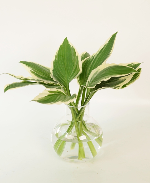 무늬 옥잠화 (비비추)