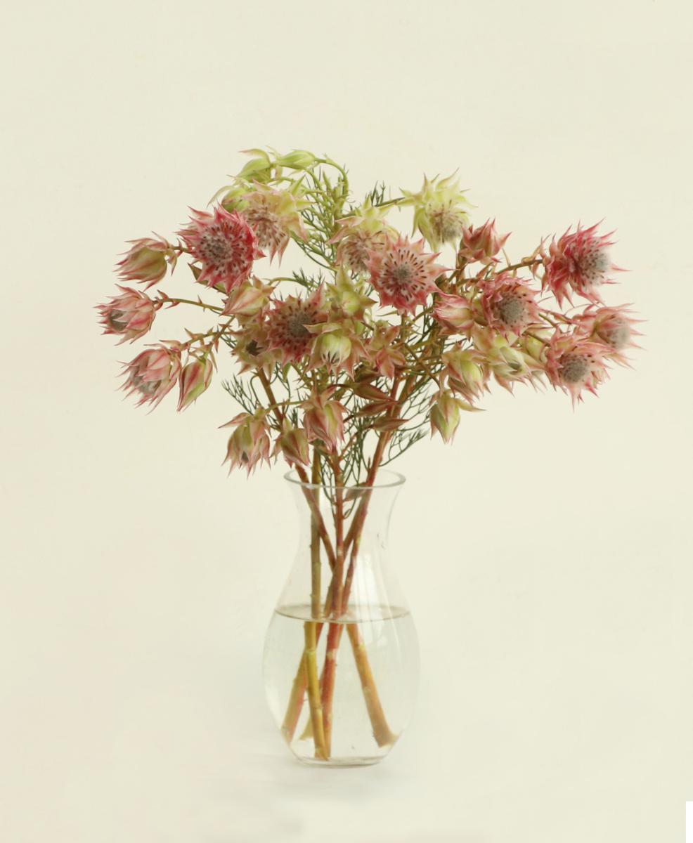 화이트/핑크(랜덤)