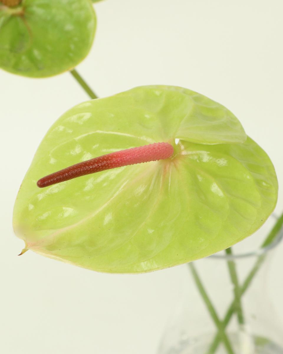 연초록