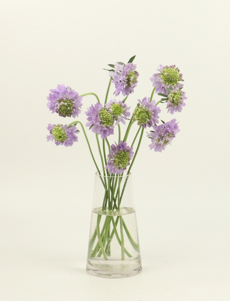 스카비오사 옥스포드