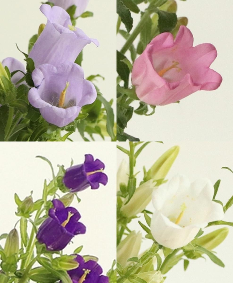 컬러랜덤 1종
