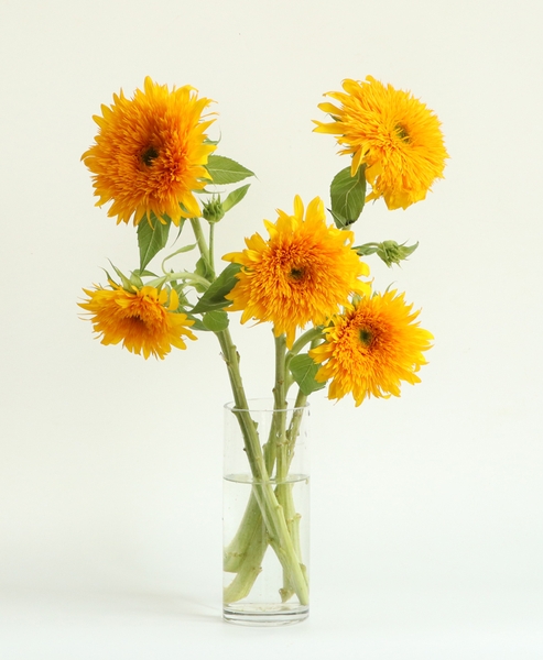 겹 해바라기 (테디베어)