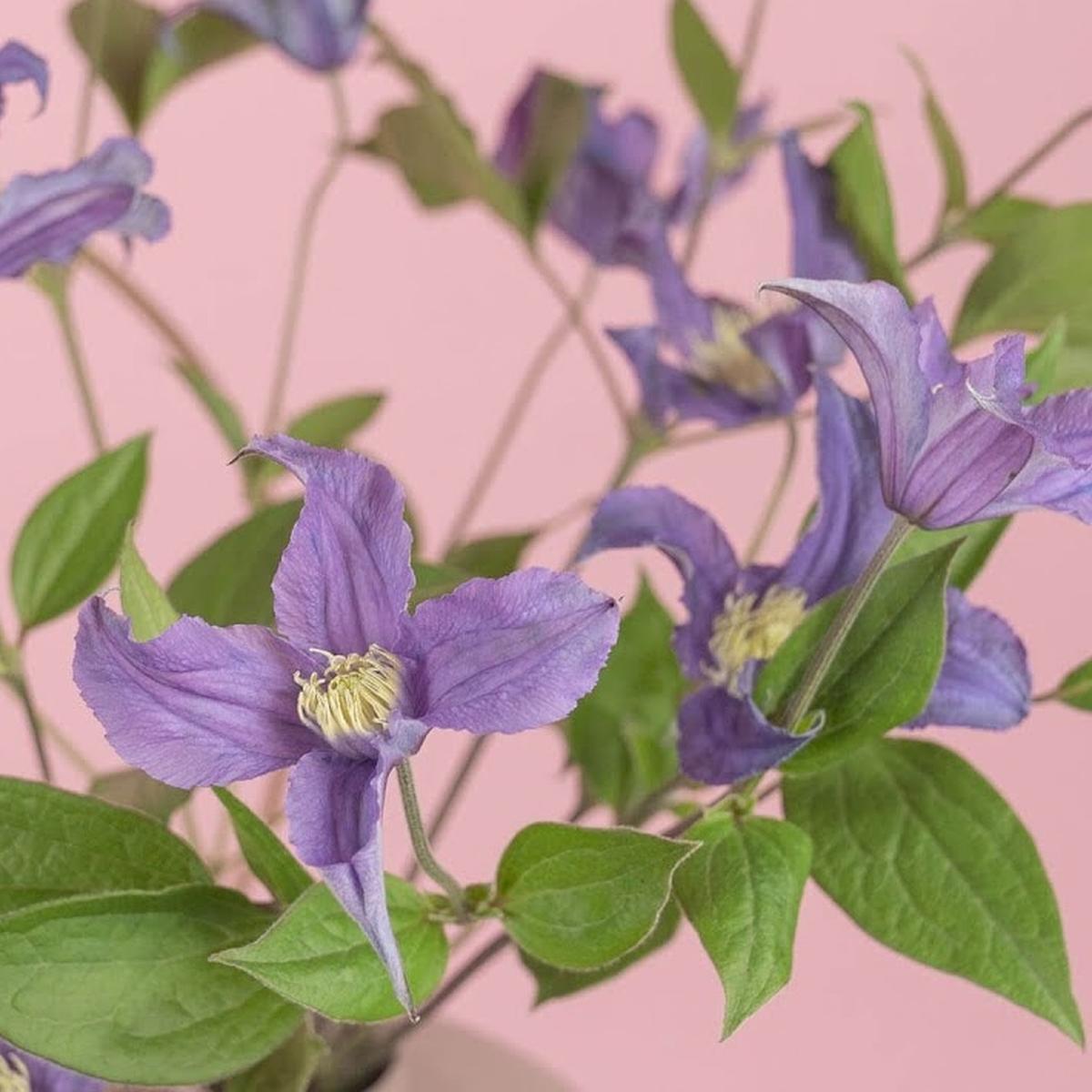 보라