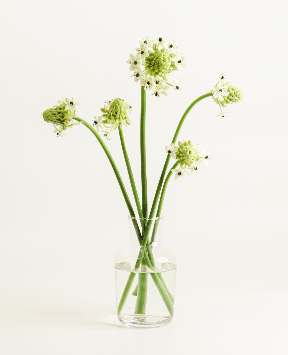 하양 (ARABICUM)