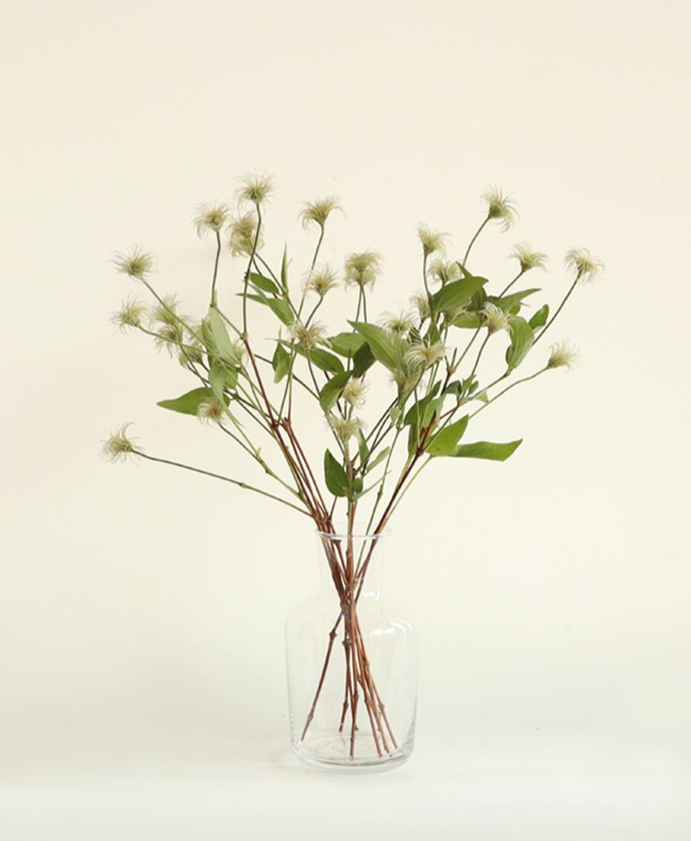 클레마티스 씨드