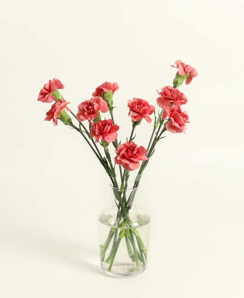 스탠다드 카네이션