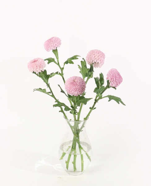 추천 꽃