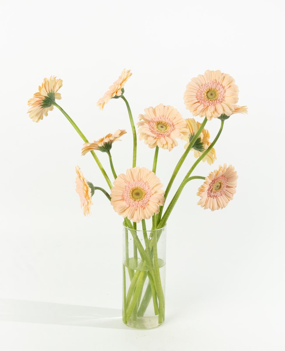 연핑크