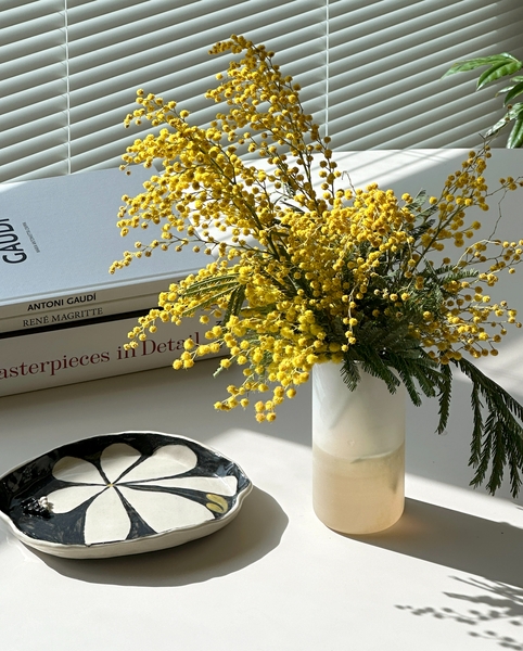 미모사 아카시아