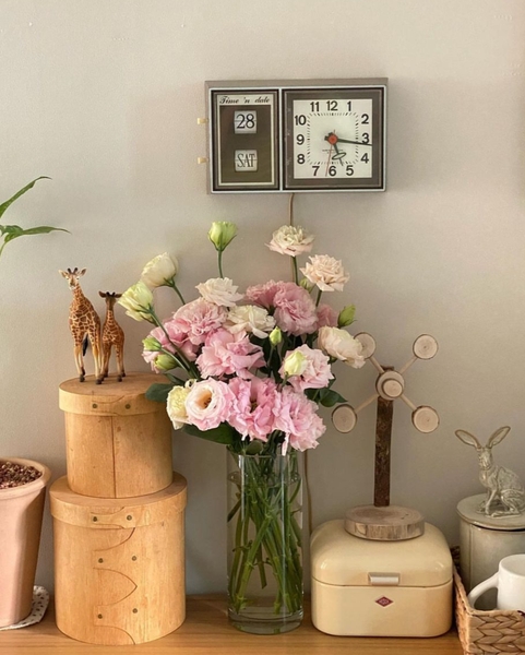 프릴 리시안셔스