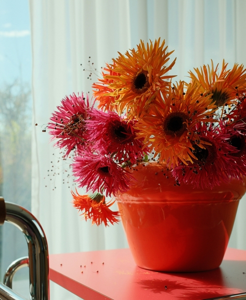 스파이더 거베라