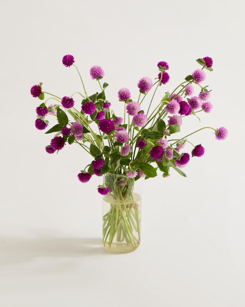 혼합(퍼플핑크)