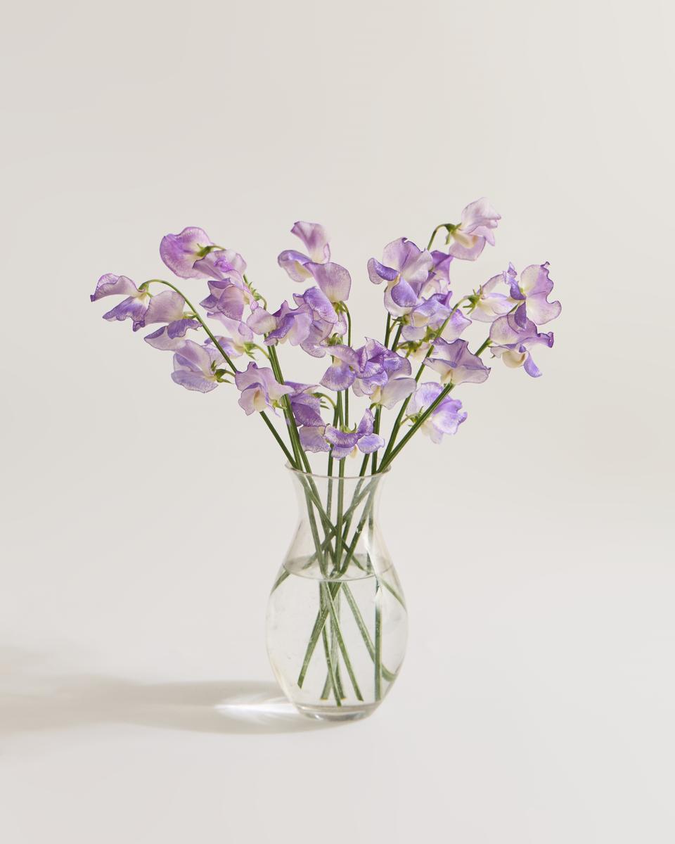 앤틱퍼플 (그라데이션 퍼플)