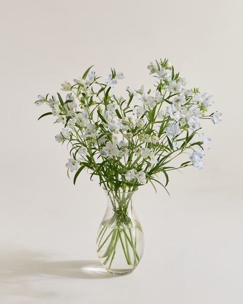 스프레이 델피늄